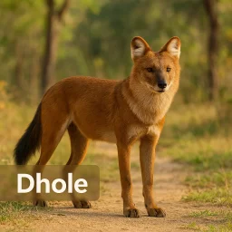 Dhole