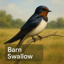 Barn Swallow