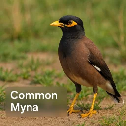Common Myna