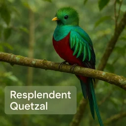 Resplendent Quetzal