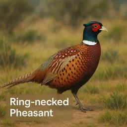 Ring Necked Pheasant