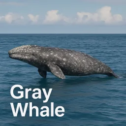 Gray Whale