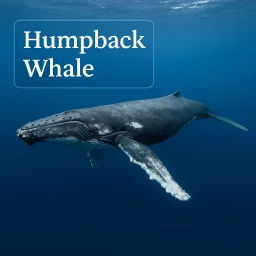 Humpback Whale