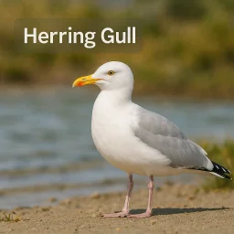 Herring Gull